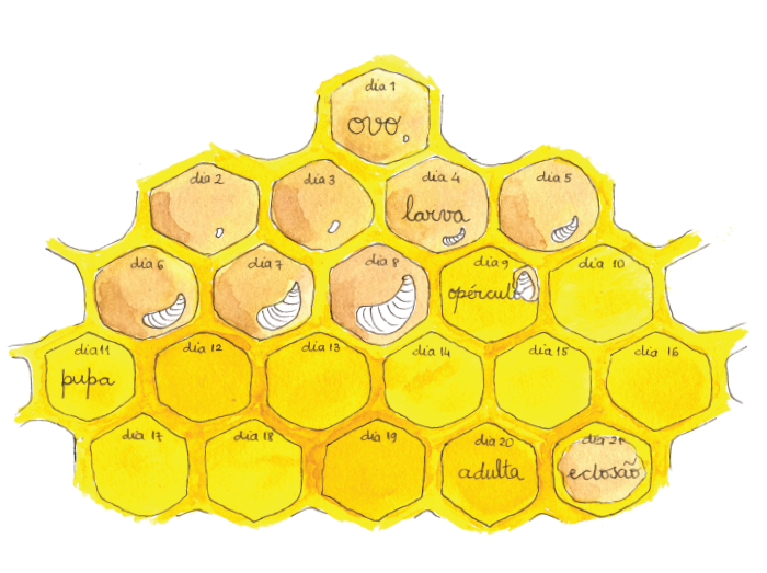 Ilustração do ciclo de vida da abelha em «Zi, a abelha zonza».